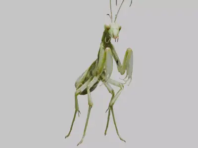 Green mantis insect Low-poly 3D model