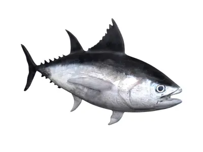 tuna fish Low-poly 3D model