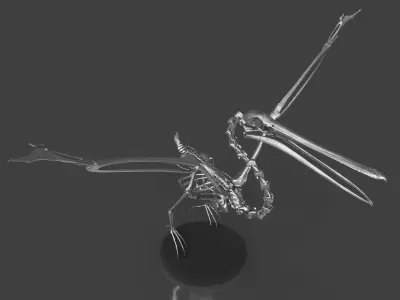 Silver Pelican Skeleton for Art Project 3D model