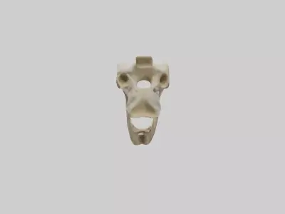 Giraffe Jawbone Low-poly 3D model