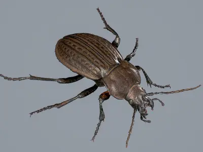 3d Scanned Insects - Carabus Ullrichi Beetle 3D model