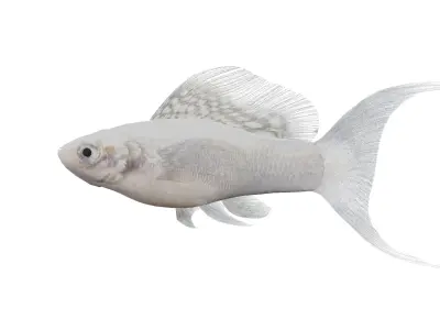 Molly Silver Lyretail Fish Low-poly 3D model