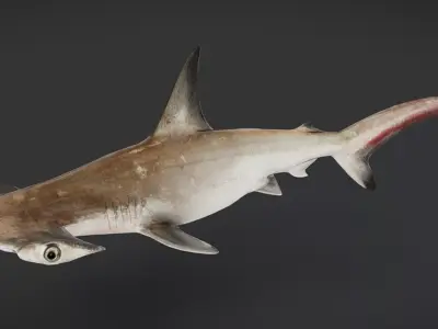 Realistic Scalloped Hammerhead Shark 3D model