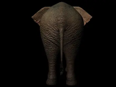 Rigged ELEPHANT Low-poly 3D model