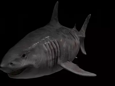 Megalodon Low-poly 3D model