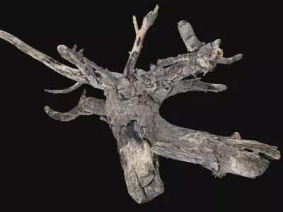 Tree Root 3d scan in highpoly 3D model