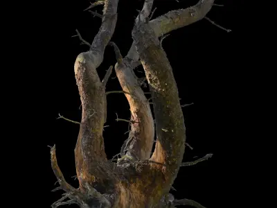 Old Forest Pine Pack 8 3D model