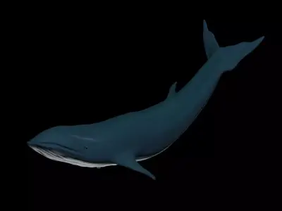Blue Whale 3D model