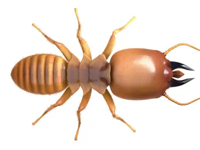 Termite - Soldier Low-poly 3D model