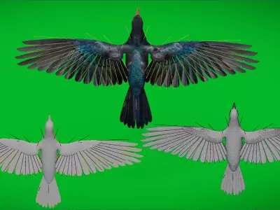 Asian Koel Cuckoo Bird Low-poly 3D model