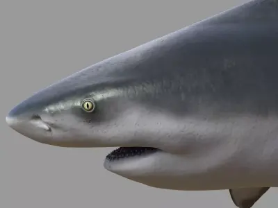 Bull shark rigged and animated for Cinema 4d  Low-poly 3D model