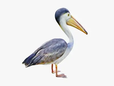 Pelican Free 3D model