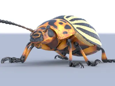 Colorado Potato Beetle Light 3D model