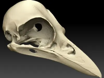 Bird Skull 3D Scan 3D model