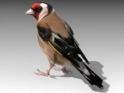 Goldfinch Low-poly 3D model