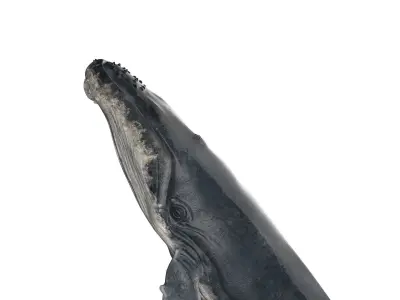 hump whale rigged  Low-poly 3D model