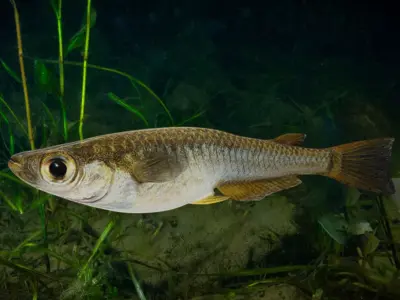 Rice Fish Animated 3D model