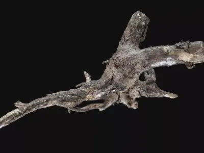 Tree Root 3d scan in highpoly 3D model