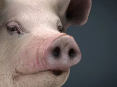 Realistic Pig Low-poly 3D model