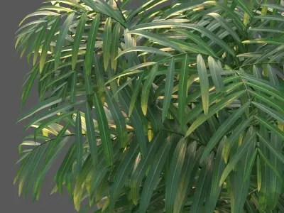 XfrogPlants Butterfly Palm - Dypsis Lutescens 3D model