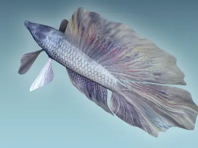 Betta Fish 3 3D model