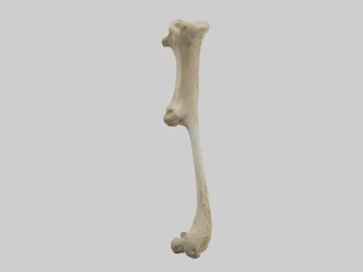 Cheetah Femur Low-poly 3D model