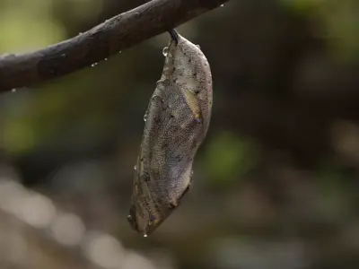 Butterfly cocoon Low-poly 3D model