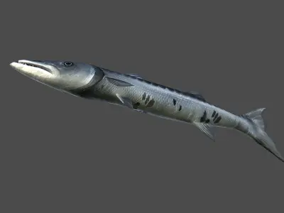 Barracuda fish Low-poly 3D model