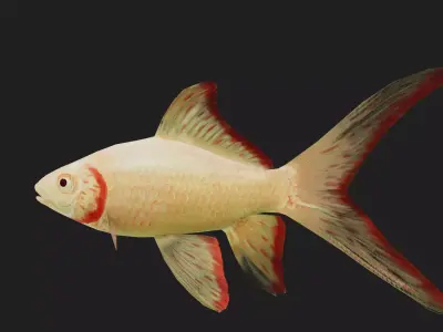Goldfish Low-poly 3D model