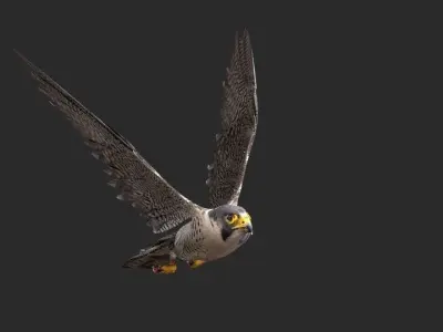 peregrine falcon Free 3D model