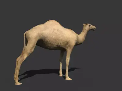 Camel Low-poly 3D model