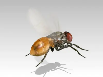 Fly Animated Low-poly 3D model