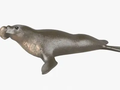 Elephant Seal Low-poly 3D model