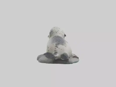Harbor Seal Pup Model 1 Low-poly 3D model