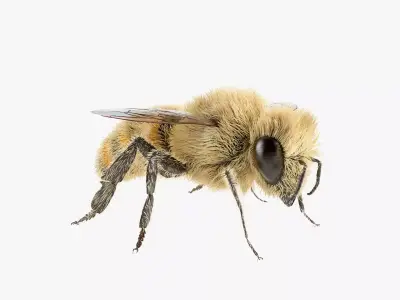 Realistic Honey Bee 3D model