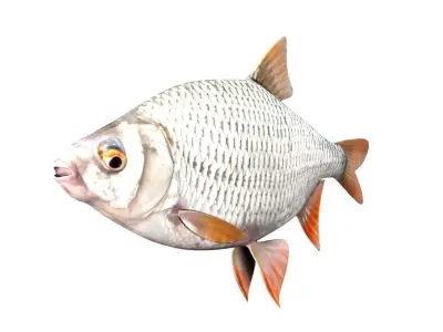 Common Roach Fish Rutilus Rutilus 3D model