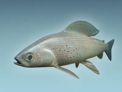 Grayling Fish 3D model