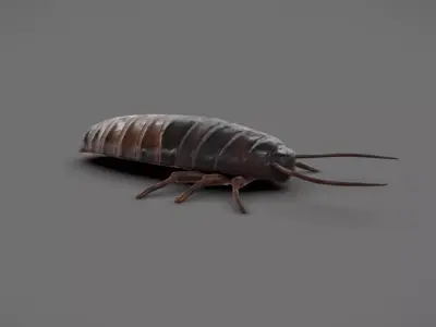 Roach - Read Description Low-poly 3D model