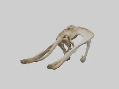 Kangaroo Pelvis Low-poly 3D model