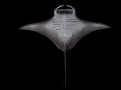 Manta Birostris Low-poly 3D model