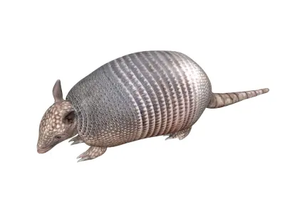 Armadillo Low-poly 3D model
