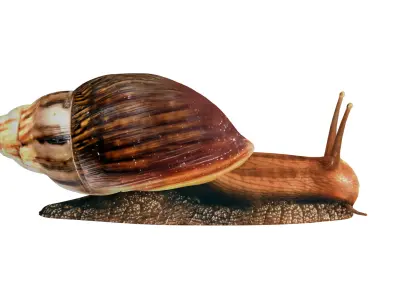 Giant African Land Snail Low-poly 3D model