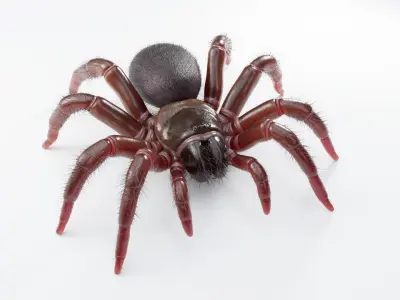 Trapdoor Spider Low-poly 3D model