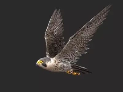 peregrine falcon Free 3D model