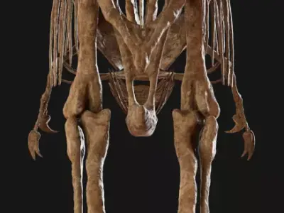 Carcharodontosaurus Skeleton 3D model