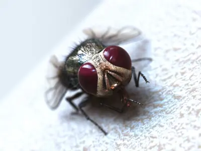 Fly ANIMATED XGEN CORE 3D model