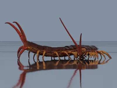 Centipede Low-poly 3D model