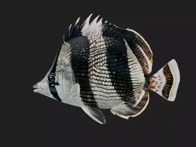 Bandedbutterflyfish Low-poly 3D model
