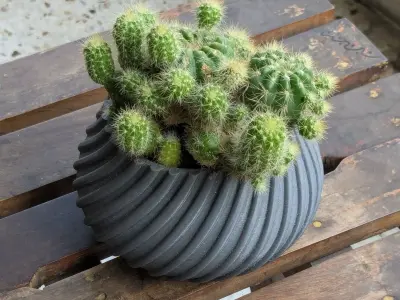 Spiral Cactus Pot A 3D Printed Minimalist Design Free 3D print model