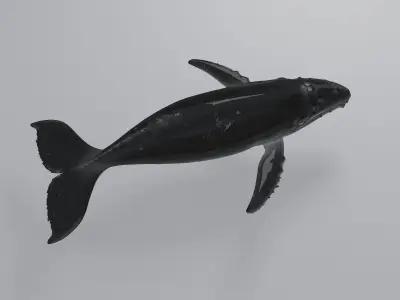 Whale humpback 3D model
